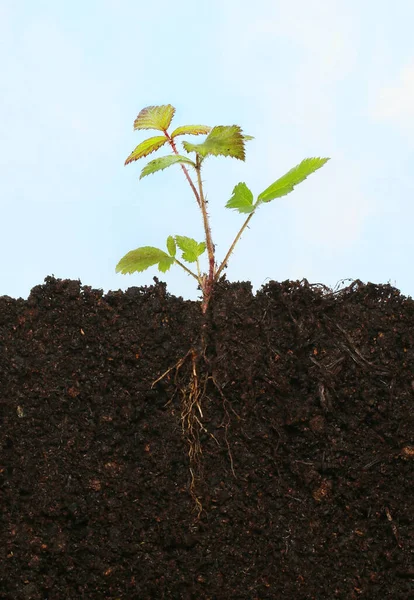 在蓝天下 根植于土壤中的小树莓植物 免版税图库照片