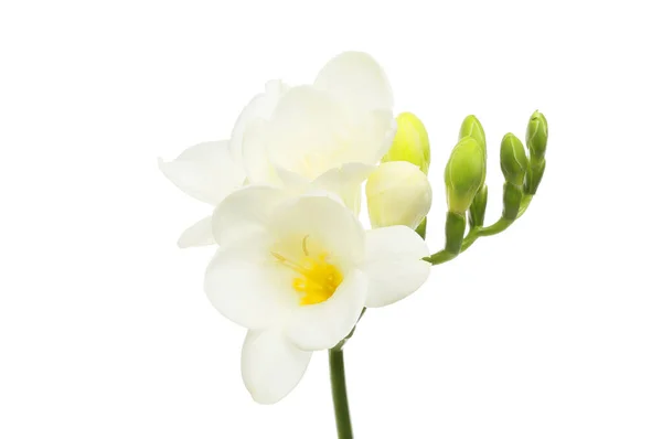 Witte Freesia Bloemen Geïsoleerd Tegen Een Witte Achtergrond Stockfoto