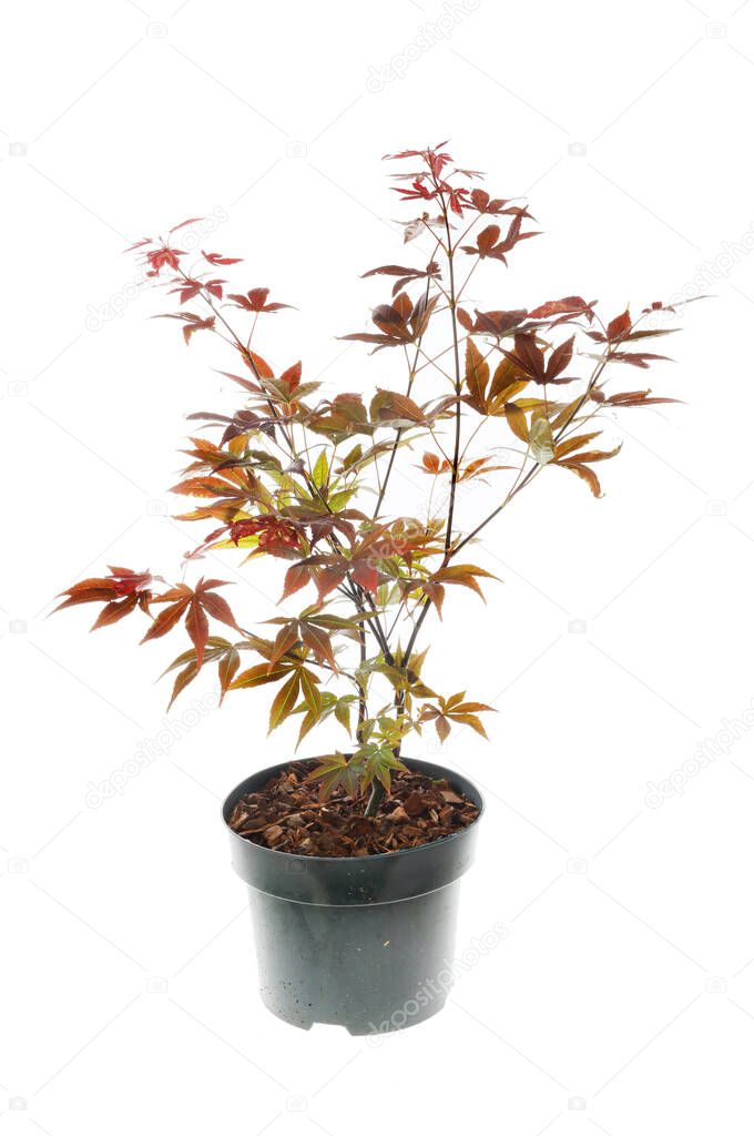 Japanese maple plant in a pot isolated against white