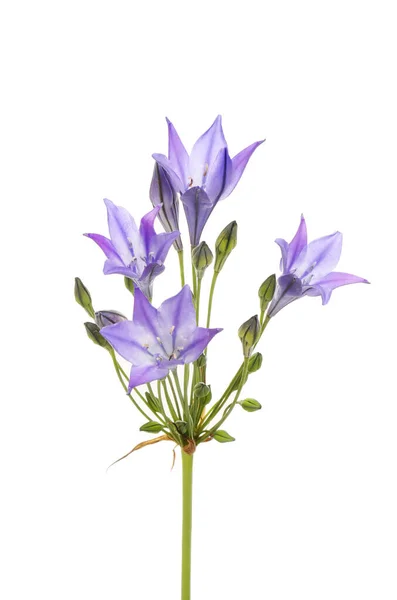 Fiori Campanula Blu Boccioli Isolati Contro Bianco — Foto Stock