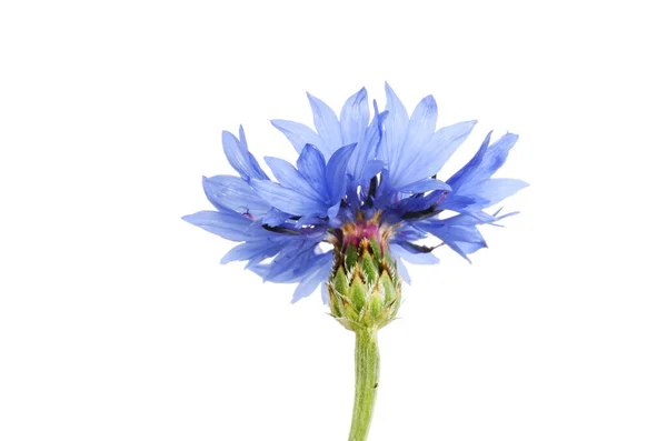 Korenbloem Centaurea Cyanus Geïsoleerd Tegen Wit — Stockfoto