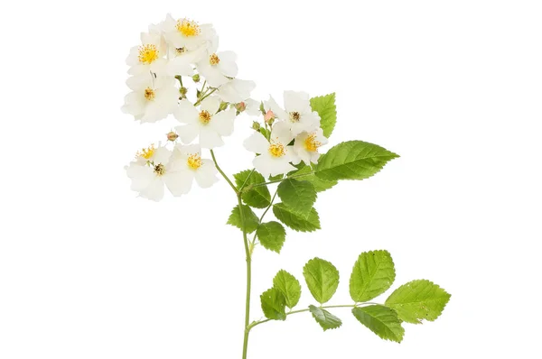 Field Rose Rosa Arvensis Flowers Foliage Isolated White — Stock Photo, Image