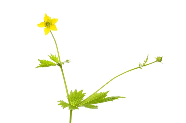 Bylinkové Bennet Květiny Listy Izolované Proti Bílé — Stock fotografie