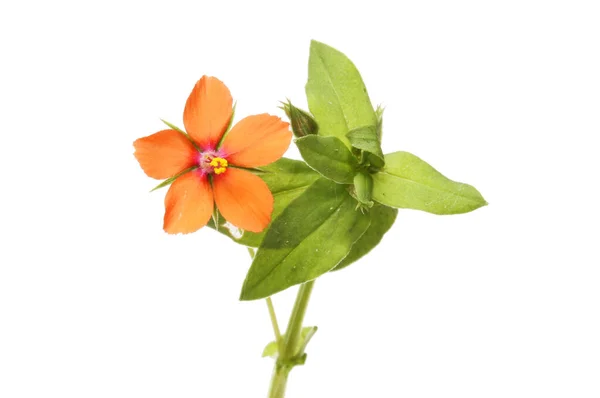 Scarlet Pimpernel Anagallis Arvensis Flower Foliage Isolated White — Stock Photo, Image