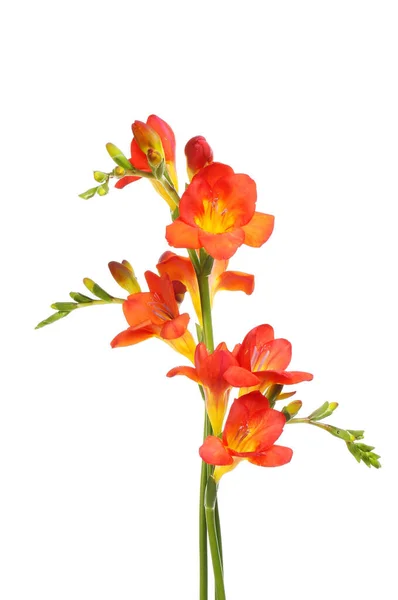 Plaatsing Van Freesia Bloemen Geïsoleerd Tegen Wit Stockfoto