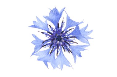 Centaurea siyanusu, beyaza karşı izole bir çiçek.