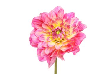 Magenta ve sarı yıldız çiçeği beyaza karşı izole.