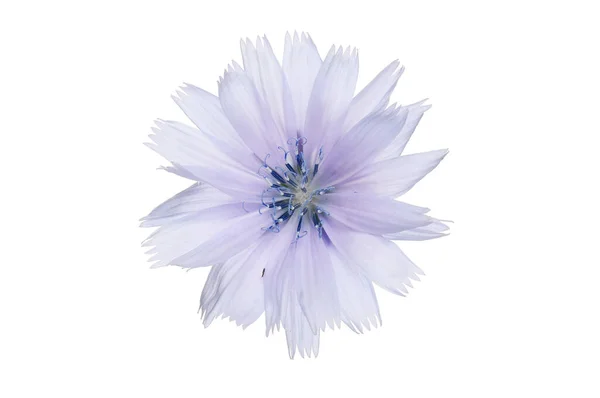 Blue Chicory Flower Isolated White — Stock Photo, Image