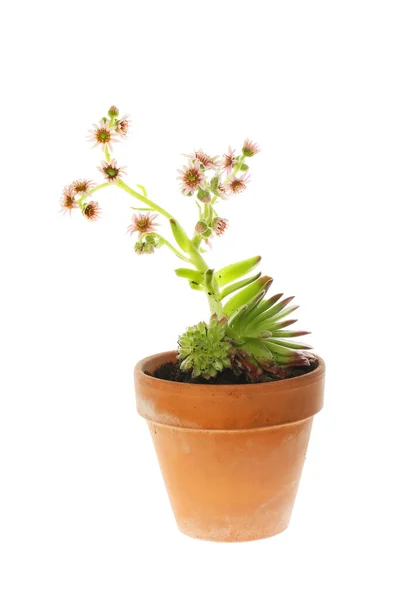 Planta Sempervivum Florido Vaso Terracota Isolado Contra Branco — Fotografia de Stock