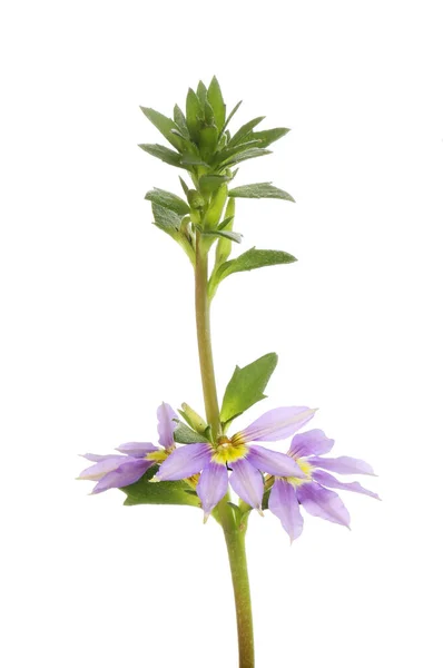 Scaevola Kwiaty Liście Izolowane Przed Białym — Zdjęcie stockowe