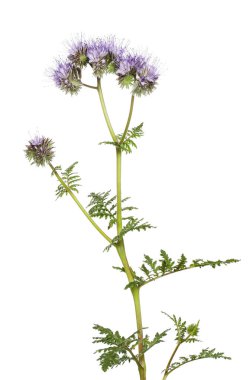 Çiçekli safra bitkisi beyaza karşı izole.