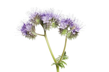 Phacelia çiçekleri ve yaprakları beyaza karşı izole edilmiş.