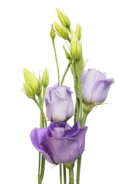 Lisianthus çiçekleri ve tomurcukları beyaza karşı izole