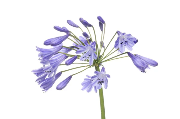 Agapanthe Bleu Fleurs Isolées Contre Blanc — Photo