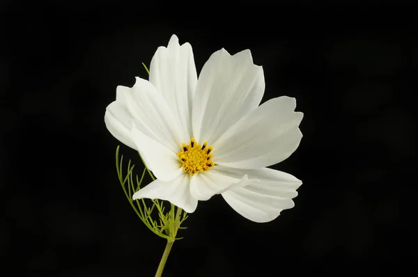 Flor Cosmos Blanco Aislado Contra Blanco — Foto de Stock