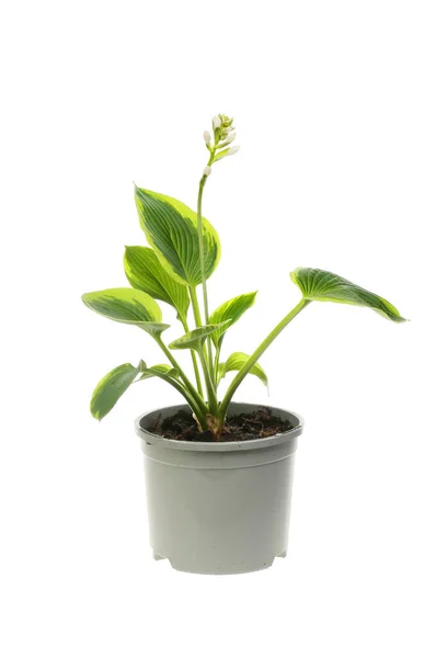 Floração Planta Hosta Uma Panela Plástico Isolado Contra Branco — Fotografia de Stock