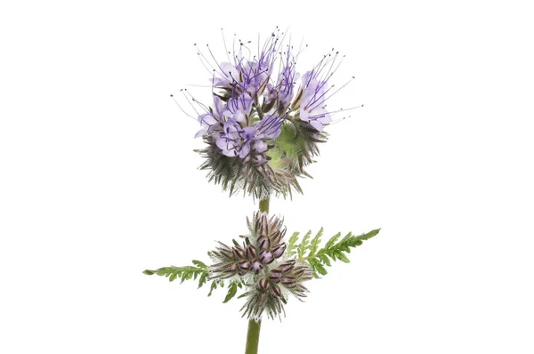 Phacelia Flores Follaje Una Planta Estiércol Verde Amigable Polinizador Aislado —  Fotos de Stock