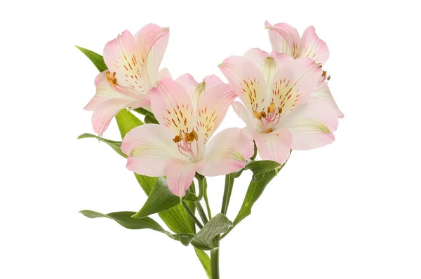 Flores Alstroemeria Púrpura Aisladas Contra Blanco — Foto de Stock