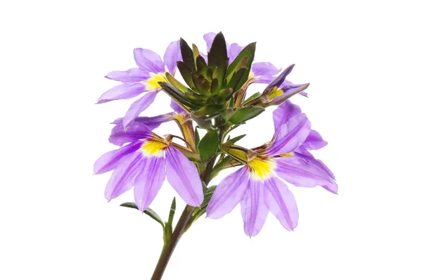 Flores Follaje Escaevola Púrpura Aislados Contra Blanco — Foto de Stock