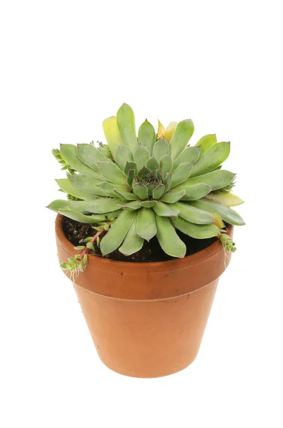 Sempervivum Plante Succulente Dans Pot Terre Cuite Isolé Contre Blanc — Photo