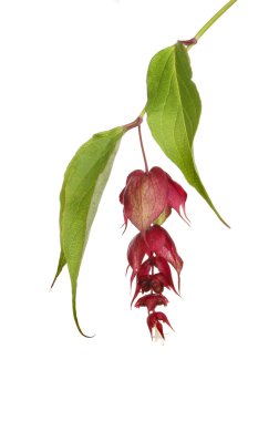 abutilon, Çin bell, çiçek