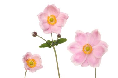 Three anemone flowers clipart