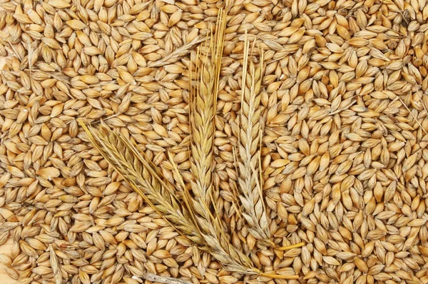 Ячмень зерна и уши — стоковое фото