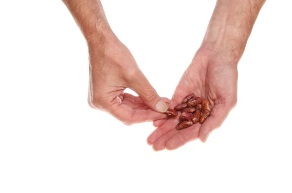 Bohnensamen in der Hand — Stockfoto