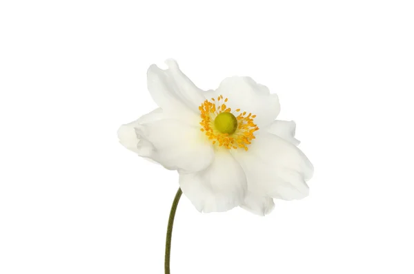 Anemon biały kwiat — Zdjęcie stockowe