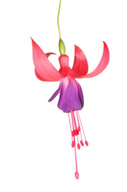 mor ve kırmızı fuscia