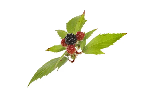 Brombeere — Stockfoto