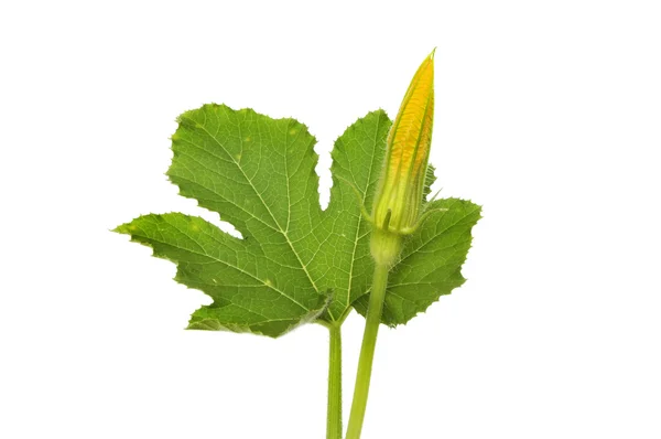 Courgette — Stock Photo, Image