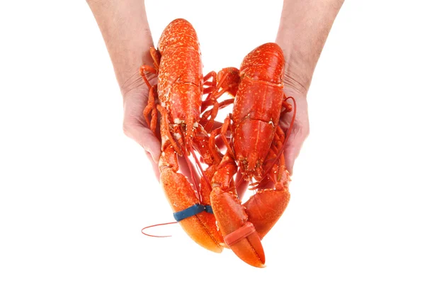 Holding lobsters — Stock Photo, Image