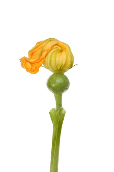 Courgette bloem — Stockfoto