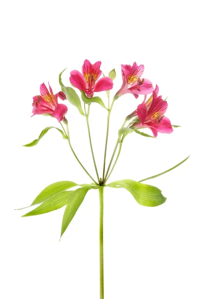 Alstroemeria — Stock fotografie