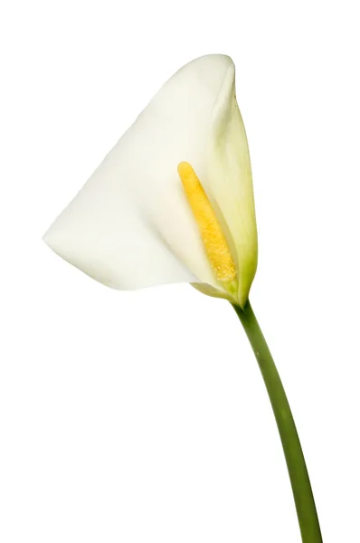 Roep Lily. — Stockfoto