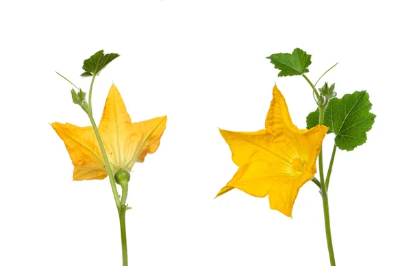 Vista de la flor del calabacín —  Fotos de Stock