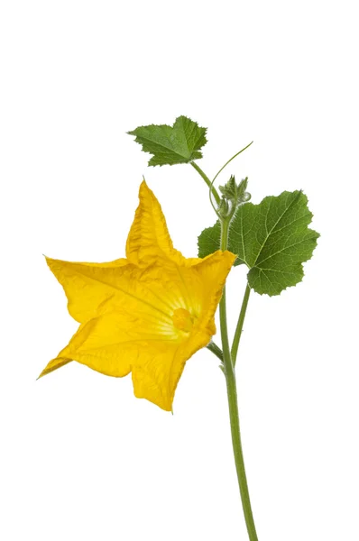 Courgette — Stock Photo, Image