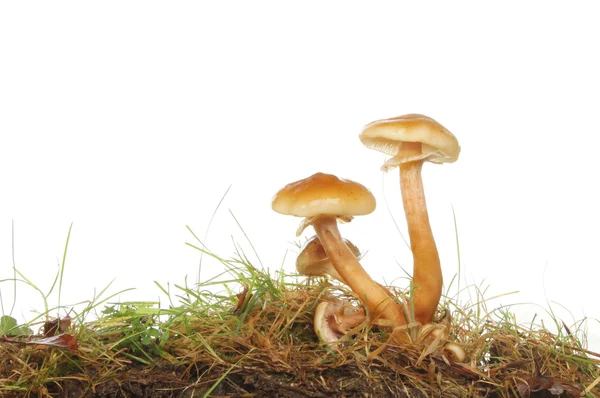 Toadstools  in soil and grass — Stock Photo, Image