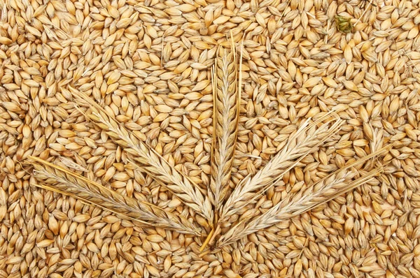 Wheat ears — Stock Photo, Image