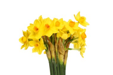 Minyatür nergis çiçekleri