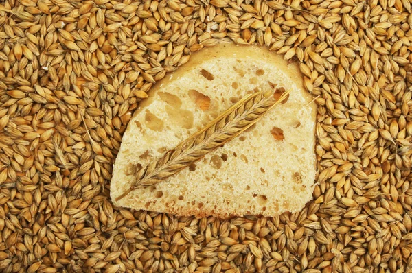 Ciabatta y trigo — Foto de Stock