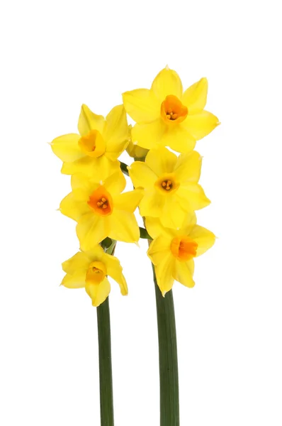 Miniatuur narcissen bloemen — Stockfoto