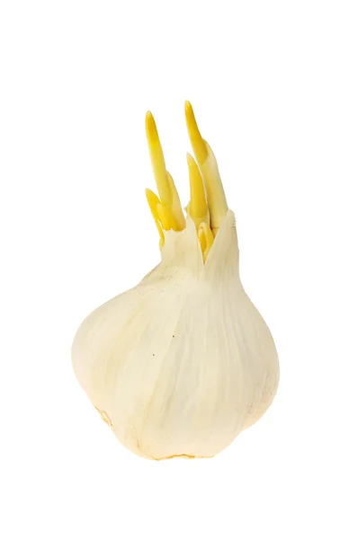 Sprouting garlic bulb — Stock Photo, Image
