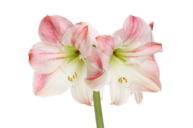 Amaryllis hippeastrum çiçekler