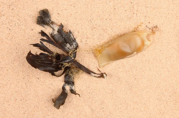 Shark fish species egg case — Stock Photo, Image