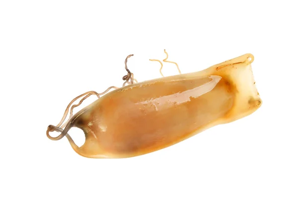 Egg case of shark species fish — Stock Photo, Image