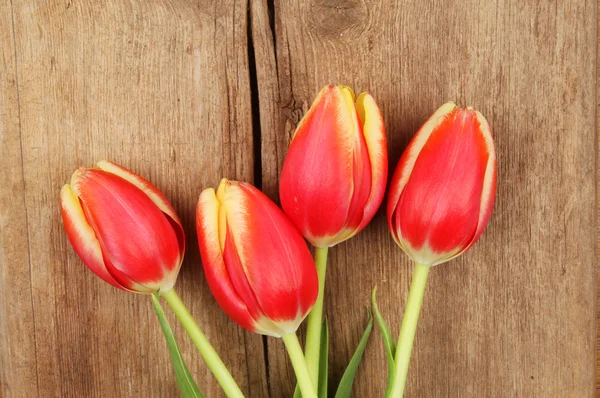 Tulipán květy na dřevo — Stock fotografie