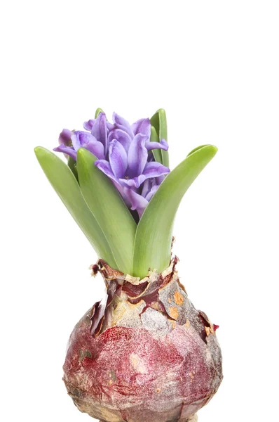 Hyacinth bulb with  blue flowers — Stock Photo, Image