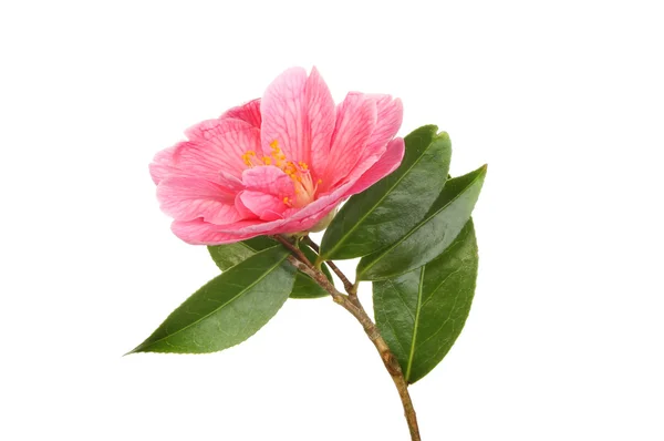 Purpurová camellia květina — Stock fotografie